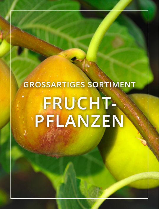 Fruchtpflanzen