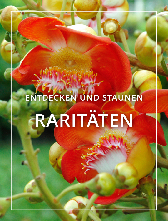 Raritäten